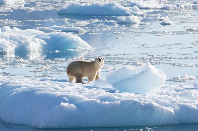 2016년 그린란드 남동쪽 피오르 해안에서 포착된 북극곰. 대륙빙하에서 떨어져 나온 얼음 조각 위에 서 있다. 일반 북극곰은 바닷물이 언 해빙 위에서 사냥하지만 그린란드 남동쪽은 해빙이 없어 육지 얼음 조각을 이용한 것이다./NASA