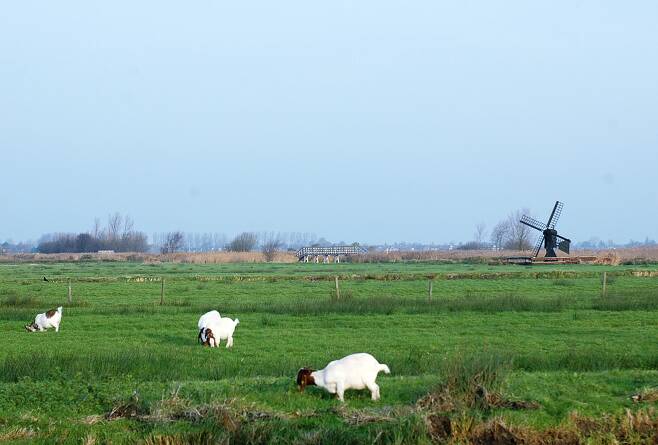 암스테르담 북쪽에 있는 풍차마을은 잔세스칸스는 크고 작은 풍차들이 마을 곳곳에 흩어져 있어 아름다운 풍경을 연출한다.