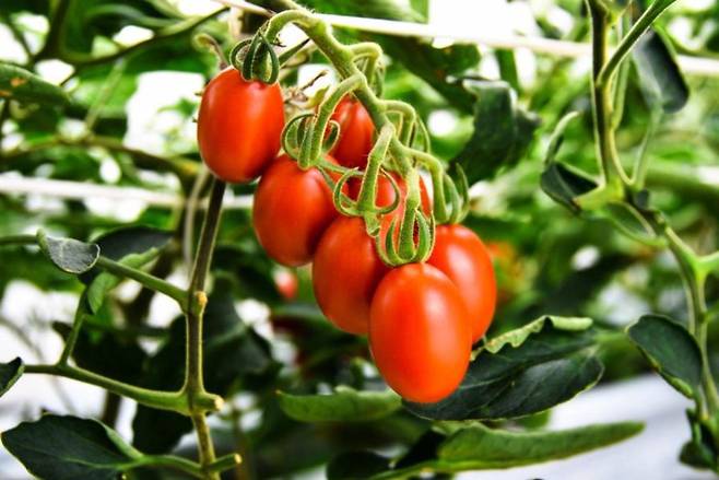 일본 농업기술기업 사나텍시드는 크리스퍼 유전자 가위 기술로 일반 토마토보다 4~5배 많은 영양 성분을 갖는 토마토를 만들었다. /사나텍시드