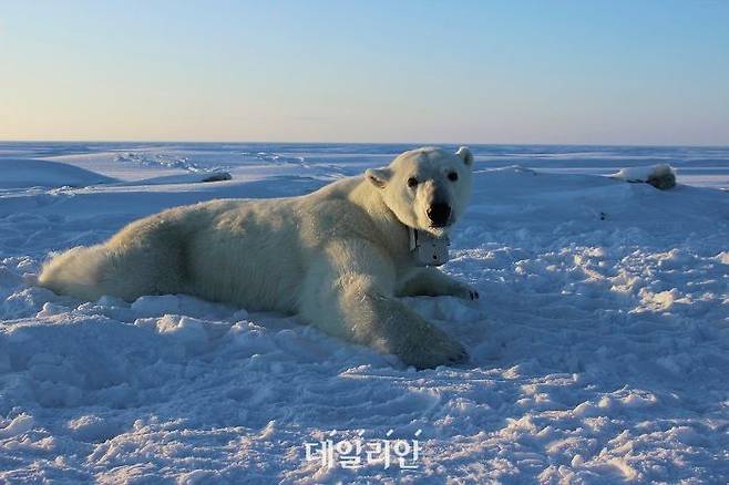 기후변화로 북극 얼음이 녹아 없어지면서 북극곰들이 물개를 사냥할 사냥터가 좁아지고 있다. ⓒ뉴시스