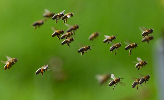 이른바 ‘군집붕괴현상’(CCD)이라고 불리는 꿀벌의 실종 사건이 세계적으로 주목받고 있습니다. 2006년 미국에서 최초로 발견된 이후 유럽연합에서도 보고됐는데, 한국에서도 이 때문에 꿀벌의 집단 폐사가 화제가 되고 있습니다. 독일 프랑크푸르트 근교에서 꿀벌이 편대비행을 하고 있습니다. DPA/연합뉴스