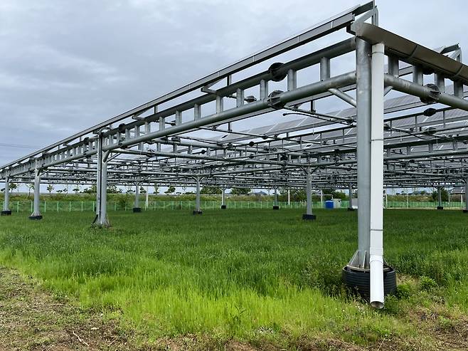 지난 5월 18일 전남 나주시 전라남도농업기술원 내 영농형 태양광 실증단지 모습. 주소현 기자