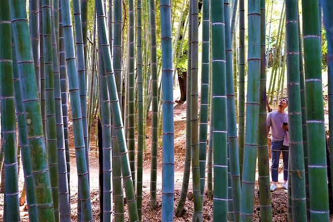 A visitor looks up at the bamboo trees at Juknokwon in Damyang, South Jeolla Province, May 8. (Lee Si-jin/The Korea Herald)