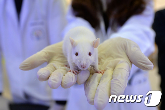 2일 경기 고양시 킨텍스에서 열린 한국폴리텍 엑스포에서 생명의약분석과 관계자가 실험용 쥐를 선보이고 있다. (사진은 기사 내용과 무관함)  2016.11.2/뉴스1 ⓒ News1 구윤성 기자