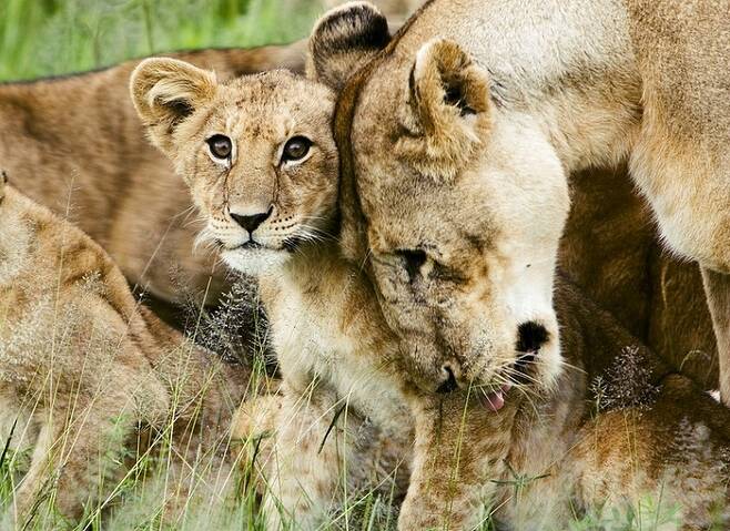 “아가야, 엄마가 사랑한단다, 널 꼭 지켜줄게.” 암사자와 새끼 사자. <사진 출처=위키피디아>