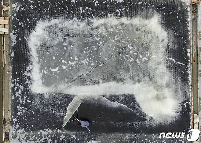 사진은 12일 경기 안산시 동주염전에서 염부들이 천일염을 수확하는 모습. 2023.6.12/뉴스1 ⓒ News1 김도우 기자