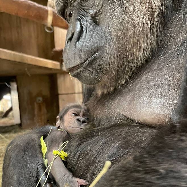스미스소니언 동물원에서 살던 암컷 고릴라카얄라가 갓 태어난 새끼 자흐라를 안고 흐뭇한 미소를 짓고 있다. /Smithsonian Zoo Facebook