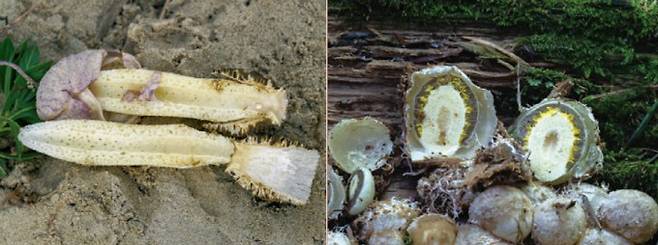 노란말뚝버섯 유균 - 일반적인 말뚝버섯과는 다르게 균모(갓)의 색이 노란빛을 띠는 것이 특징이다. 부엽토에서도 자라지만 활엽수의 썩은 고사목에서 직접 발생한다. 박상영 제공