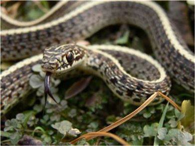 ▲ 국내에 서식하는 '실뱀'(사진 제공: 이상철 박사)