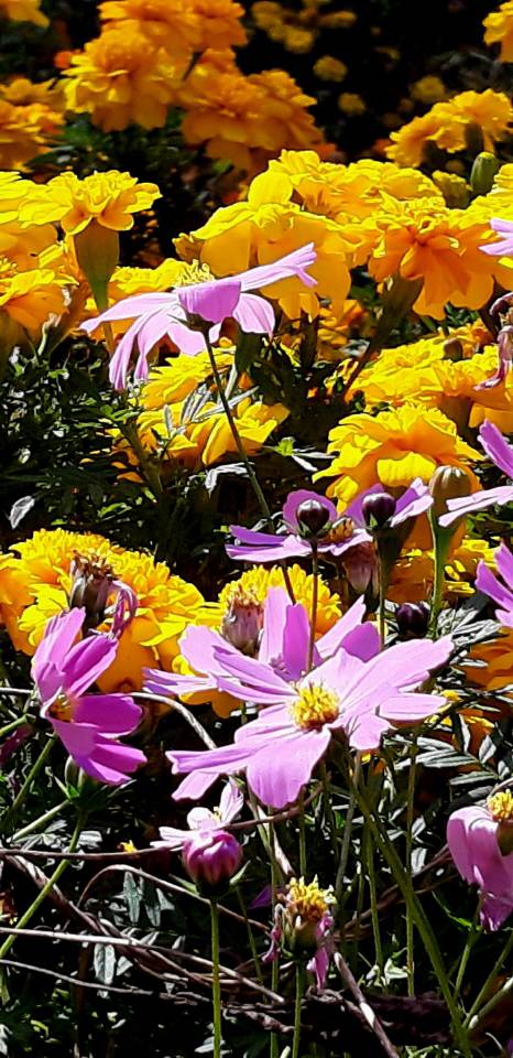 코스모스와 함께 핀 메리골드. 봄부터 서리가 내리는 가을까지 오랜 기간 꽃을 피운다. 2019년 10월 24일 용산 대통령실 뒤뜰