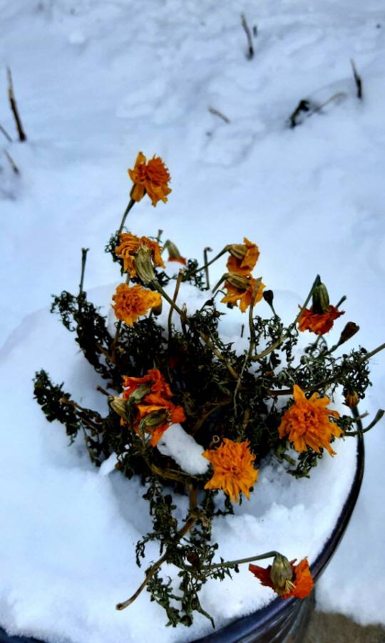 겨울 눈밭에서도 꽃 색을 잃지 않는 메리골드. 2021년 12월. 용산