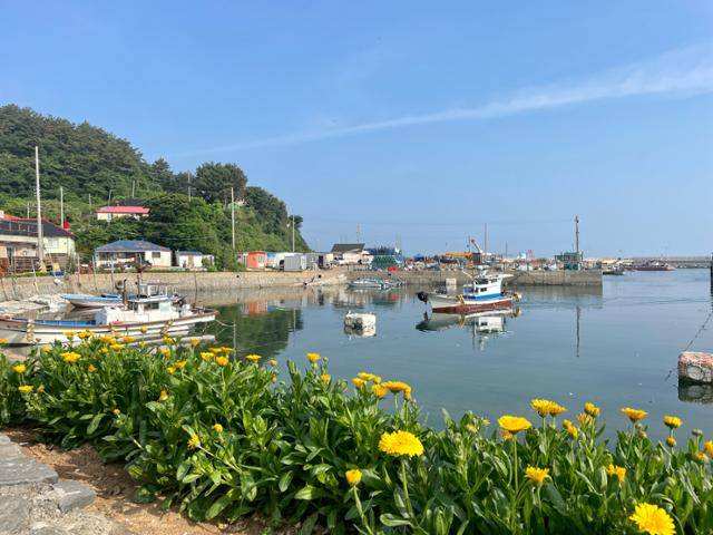 호도 항구 전경. 바닷가에 주민들이 심은 꽃이 방문객들의 눈길을 끈다. 지난해 1만8,000명이 찾은 데 이어 올해에는 2만 명 이상이 찾을 것으로 예상됐다. 보령=정민승 기자
