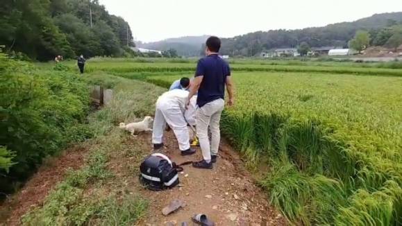 구조대원들이 할머니를 들것에 옮기려 하자 백구가 곁을 떠나지 않고 짖고 있다. - 충남소방본부 제공