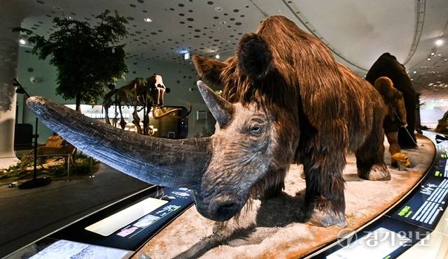 털코뿔소, 매머드 등 전곡리에서 화석으로 발견된 동물들이 전시되고 있다. 윤원규기자