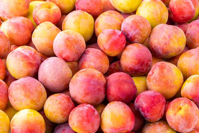 맛과 영양, 오랜 재배역사를 따졌을 때 자두는 무엇 하나 뒤지지 않는다. 탐스러운 자태와 새콤달콤한 맛으로 여름철 떨어진 입맛을 돋우는 자두를 만나보자. 이미지투데이