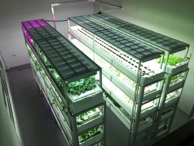 ▲ KIST강릉분원 천연물연구소 스마트팜