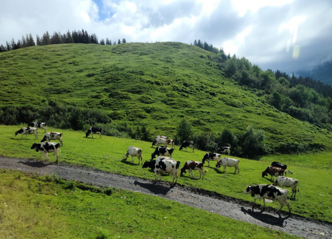 스위스 베른주 융프라우 알프 임도 부근 초지에서 소 떼가 풀을 뜯고 있다.