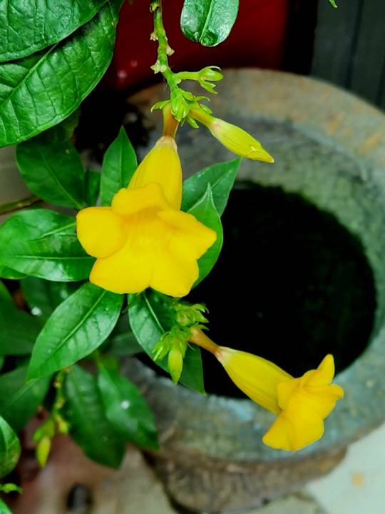 만데빌라 꽃 색깔은 빨강 노랑 분홍 흰색 등 다양하다. 서울 용산구 삼각지 인근 꽃나무가 많은 한우전문식당 ‘현대본가’ 마당에 들어서면 손님을 미소로 반겨주는 노랑 만데빌라. 7월25일 촬영