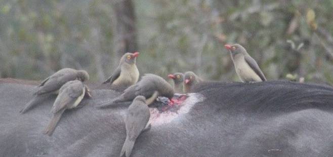 평소 초식동물의 몸에서 기생충이나 벌레를 잡던 소등쪼기새들은 몸뚱이에 난 상처를 보면 광분한다. 피와 살점은 이들이 가장 좋아하는 별미로 꼽힌다. /Elaphant Plains Game Lodge