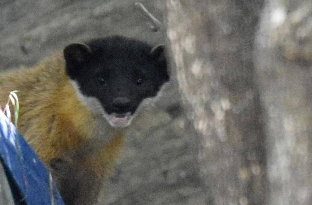 지난 1일 팔현습지 왕버들 숲 방면 절벽에서 관찰된 담비 모습. 담비는 환경부가 멸종위기 야생생물 Ⅱ급으로 지정해 보호하고 있다.