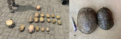 안산갈대습지에서 포획된 붉은귀거북 등 외래종 거북이. 포획된 외래종 거북이 두 마리의 크기를 비교하기 위해 사무용 커터칼을 옆에 뒀다. 안산환경재단 제공