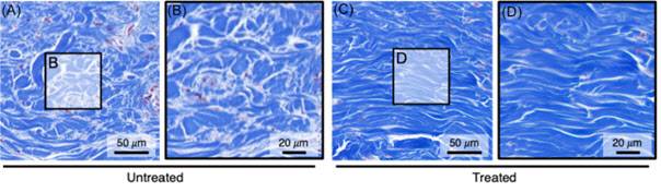 더블타이틀 치료를 시행한 C, D에서 콜라겐 다발 두께와 밀도의 현저한 증가 및 수평 정렬의 개선이 나타남.