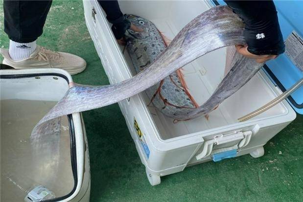 전북 군산 고군산군도 해안에서 처음 발견된 심해 희귀 어종 산갈치. 국립해양생물자원관 제공