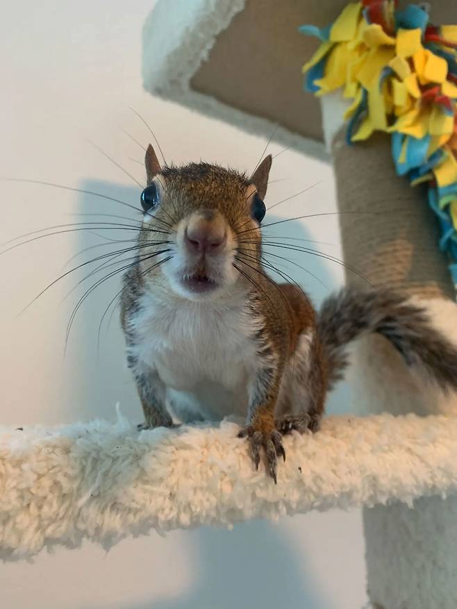 11대 트위기의 모습. / 사진=트위기