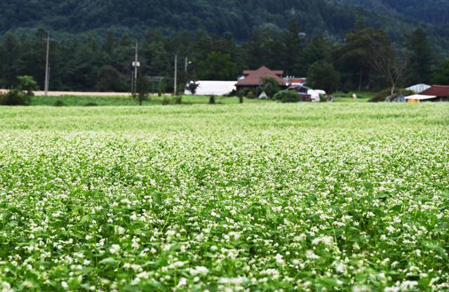봉평면 무이예술관 주변에도 온통 메밀밭이다. 지난 25일 일부는 하얗게 꽃이 핀 상태였다.