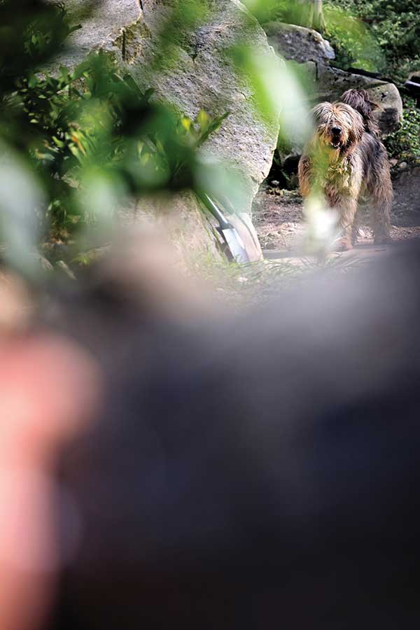 인수암의 마스코트인 삽살개 인수. 유기견이다가 입양된 반야와 함께 살고 있다. 북한산 국립공원 내 사찰들은 방범 등의 목적으로 개를 키우는 경우가 많다.