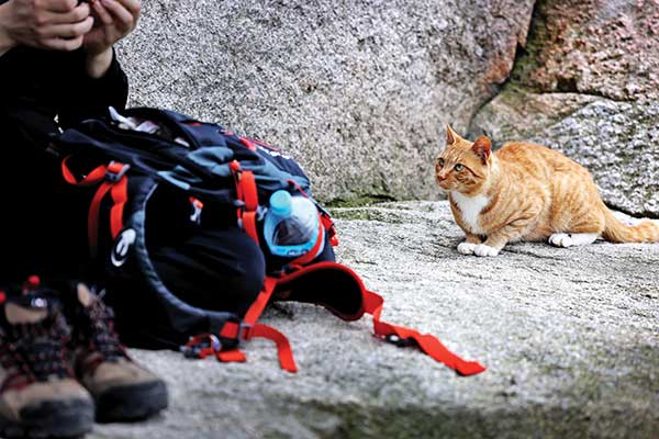 사모바위에서 쉬고 있는 탐방객 앞에서 들고양이가 먹이를 줄줄 알고 눈치를 보고 있다.