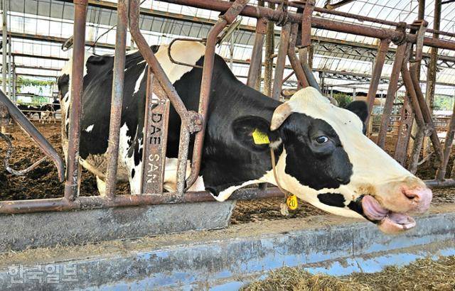 7일 찾은 충북 청주시 옥산면 '민주목장'에서 젖소가 풀을 먹고 있다. 청주=조소진 기자