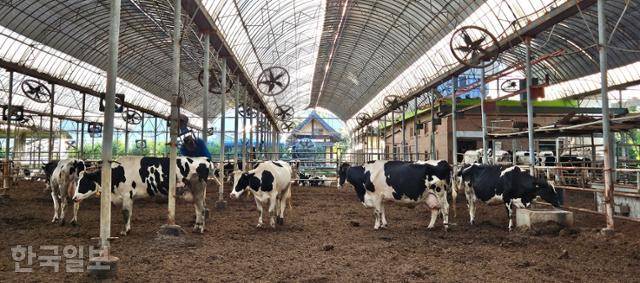 7일 찾은 충북 청주시 옥산면 '민주목장'. 오후 5시가 되자 젖소들이 젖을 짜는 착유소로 이동하고 있다. 젖을 짜고 나온 소들은 물과 소금을 먹고 있다. 청주=조소진 기자