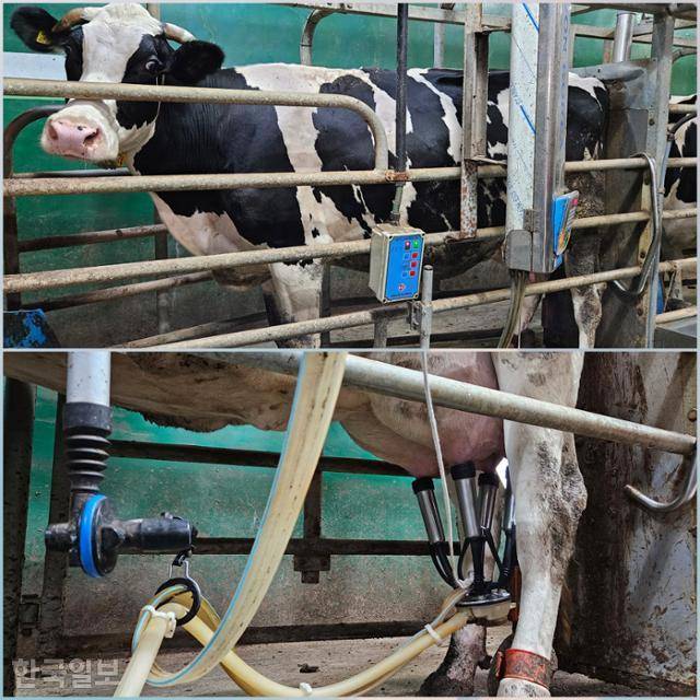 민주목장 착유소의 모습. 소가 착유소에 자리를 잡자 정씨는 젖꼭지 4개를 하나하나 소독한 뒤, 조심스레 유두컵을 씌워 젖을 짰다. 청주=조소진 기자