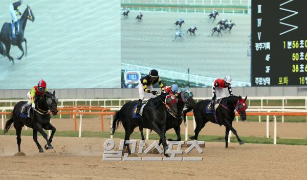 제 39회 ’일간스포츠배 대상경주(L)‘가 17일 오후 렛츠런파크 서울에서 열렸다. 너트플레이 안토니오 기수가 1위로 결승선을 통과하고있다. 일간스포츠배는 언론사 대상경주로는 최초로 창설된 경주로 현재 대상경주 중에서는 그랑프리(G1)에 이어 두 번째로 오랜 역사를 자랑한다. 과천=정시종 기자 capa@edaily.co.kr /2023.09.17.