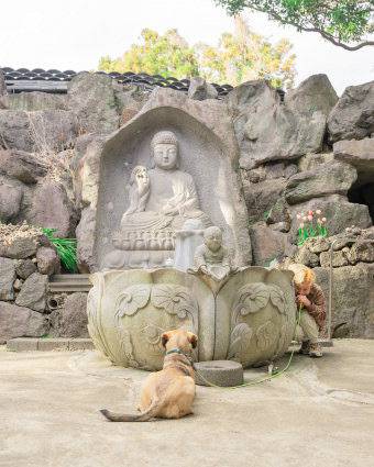 지난봄 제주 서귀포 해안가 약천사에 동행한 유기견 오렌지. 불상 앞에서 마치 가족을 찾게 해달라고 불공을 드리는 느낌이다.