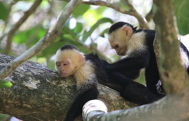 “추석엔 마사지지. ” 마사지를 즐기는 카푸친 원숭이들. <저작권자=Noah Israel>