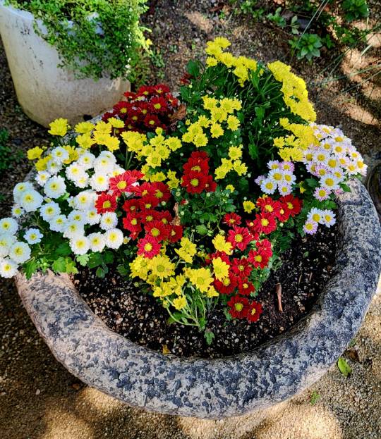 북한강변 카페 ‘대너리스’ 앞뜰을 장식한 소국 꽃. 10월1일 촬영