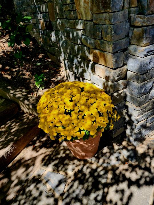 북한강변 카페 가을빛 머금은 ‘대너리스’의 노란 국화 10월1일 촬영