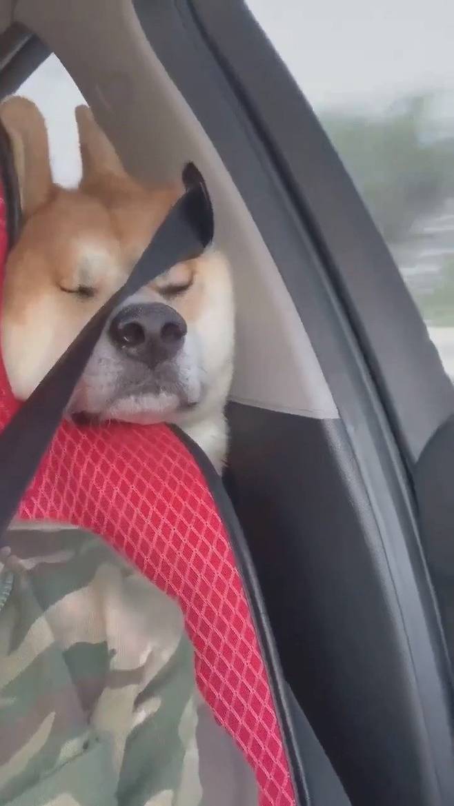 귀성길 정체 구간에 끼어 지친 반려동물들의 모습. 출처 웨이보