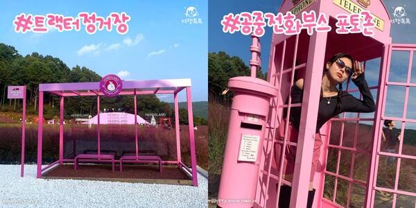 2023 허브아일랜드 핑크뮬리축제 ⓒ여행톡톡