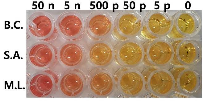 한국생명공학연구원 바이오나노연구센터 임은경 박사팀이 개발한 시약이 공기 중 다양한 농도의 박테리아를 접촉했을때 색 차이가 났다. 윗줄은 세레우스균, 중간은 황색포도상구균, 아랫줄은 마이크로코커스 루데우스 박테리아로 시약의 성능을 테스트했다. 생명공학연구원 제공