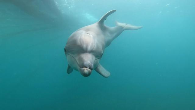방류된 지 1년이 됐지만 소식이 끊긴 남방큰돌고래 비봉이가 가두리에 있던 모습. 해양수산부 영상 캡처