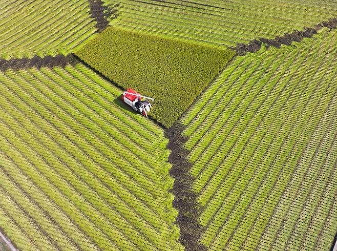 강원 춘천시 강원특별자치도농업기술원 벼 재배 포장에서 관계자들이 추수하고 있다. 연합뉴스