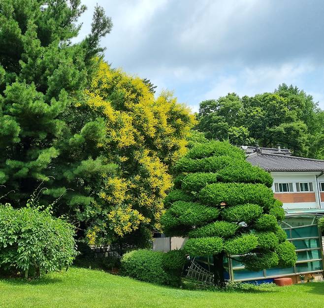 1976년 식목일에 심은 것으로 추정되는 청와대 수궁터 모감주나무. /박상진 교수