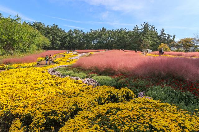 지난해 ‘익산 천만송이 국화축제’ 행복정원 국화길의 모습. 전북 익산시