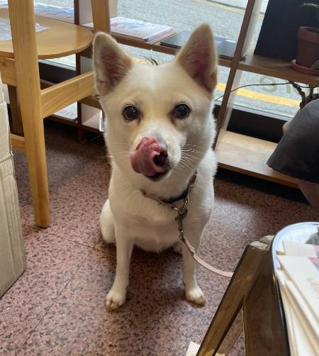 메롱, 하고 간식 먹은 뒤 입맛을 다시는 행운이. 이리저리 생각 많은 인간 동물에게, 절대적인 사랑은 이런 거란 걸 온몸으로 보여주는, 고맙고도 작은 존재./사진=장신재 정글핌피 대표