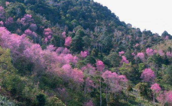 랑비앙산 모습. /VNEXPRESS