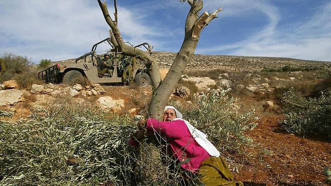 ▲팔레스타인 노인이 올리브 농장에 남은 마지막 올리브 나무를 이스라엘 점령군으로부터 지키기 위해 끌어안고 있는 장면. 2005년 아베드 알라힘 쿠시니(Abed Alrahim Qusini) 사진작가의 사진.