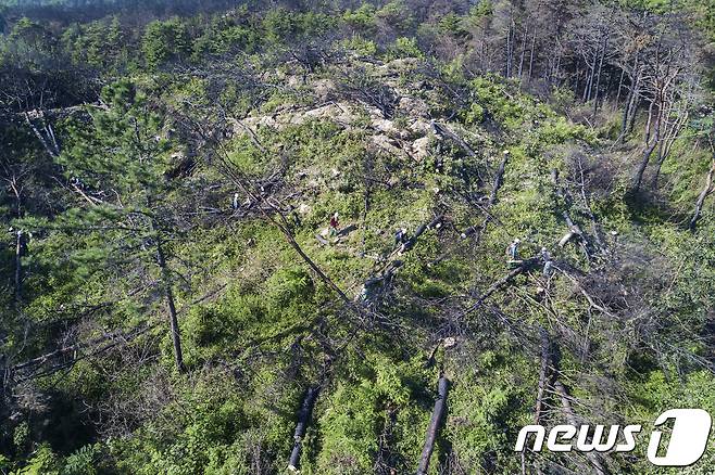 (충주=뉴스1) 윤원진 기자 = 29일 오후 1시쯤 충북 충주시 신니면 마수리의 한 벌목 현장에서 50대 남성이 나무에 깔려 숨졌다.(사진은 기사와 관계 없음) /뉴스1 ⓒ News1 고재교 기자
